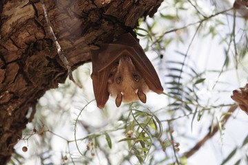 Epauletted Fruit Bat in a tree in Northern Ethiopia. The species could be Ethiopian Epauletted Fruit Bat, Epomophorus labiatus.