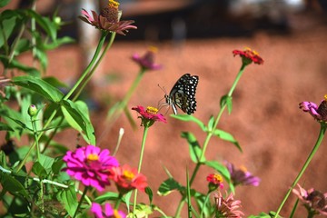 butterfly on flower