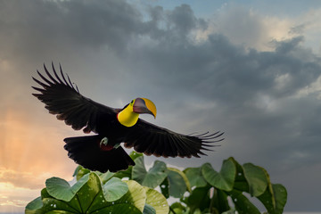 Toucan volant avec coucher de soleil