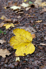 feuille morte au sol