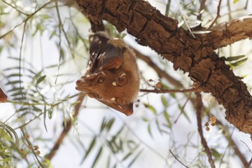 Epauletted Fruit Bat in a tree in Northern Ethiopia. The species could be Ethiopian Epauletted Fruit Bat, Epomophorus labiatus.