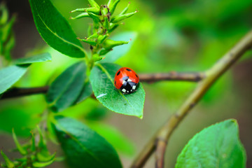  insect in foliage