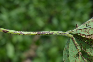Soybean leaf and stem being infected by anthracnose