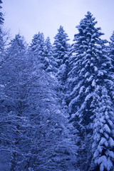 full of snow forest in winter