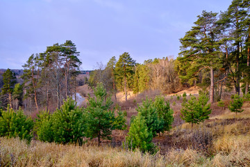Autumn forest landscape.Small and large pines on the slope on a cloudy autumn day.