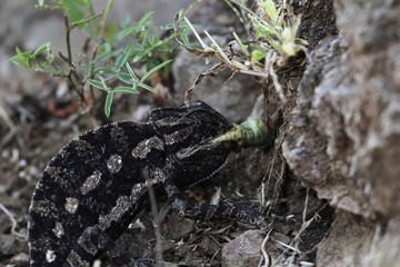 Dark colored Spurless Basilisk Chameleon, Chamaeleo calcaricarens, eating a large insect