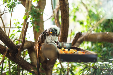 Marmoset on a log eating some fruit green sharp focus branch forest zoo enclosure cute fluffy monkey small