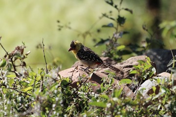 Yellow Breasted Barbet, Trachyphonus margaritatus, on a rock in East Africa.