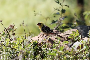 Yellow Breasted Barbet, Trachyphonus margaritatus, on a rock in East Africa.