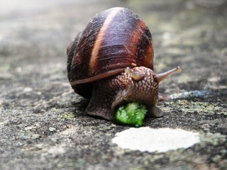 snail eating leaf