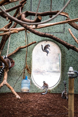 Ring-tailed Lemur Lemur catta looks out jumping playing zoo enclosure pet fluffy monkey watching playing games toys germany munich view silhouette