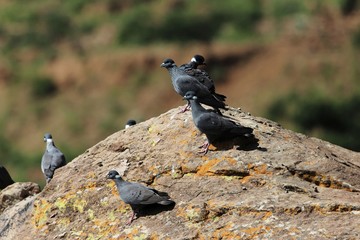  Flock of white collared pigeon, Columba albitorques, on a rock.