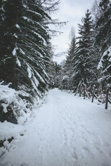 Zimowy las w górach