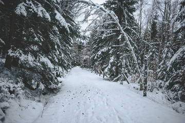 Fototapeta na wymiar Zimowy las w górach