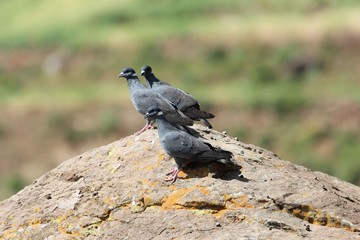  Flock of white collared pigeon, Columba albitorques, on a rock.
