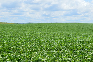 Fototapeta na wymiar Soybean crop under central pivot irrigation in Brazil