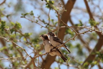 Pair of speckle fronted weaver birds, Sporopipes frontalis, in an acacia tree