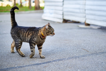 Street tabby cat is walking on the street on the pavement.