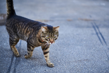 Street tabby cat is walking on the street on the pavement.