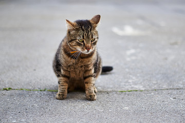Naklejka na ściany i meble Street tabby cat sits on the street on the pavement.