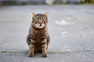 Naklejka na ściany i meble Street tabby cat sits on the street on the pavement.