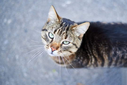 A street tabby cat looks upwards.