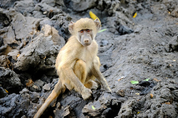 Obraz premium Baby baboon in Mana Pools National Park, Zimbabwe