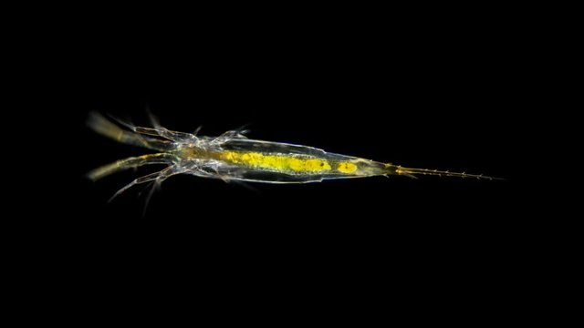 larvae nauplios Copepoda inder microscope, family Pontellidae, order Calanoida, prevail in plankton in many parts of the world's oceans, many commercial fish depend on them in their diet