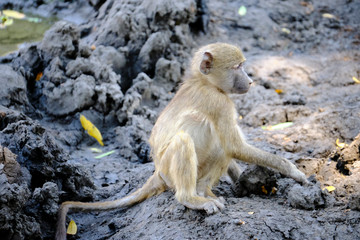 Baby baboon in Mana Pools National Park, Zimbabwe