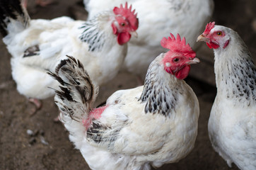 poultry hens that are raised to carry eggs