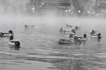 Ducks and drakes in the fog on lake