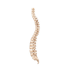 Detailed realistic human spine isolated on white