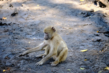 Baby baboon playing in Mana Pools National Park, Zimbabwe