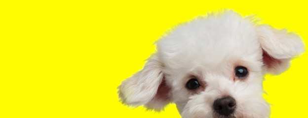 bichon dog with white fur hiding and looking at camera © Viorel Sima