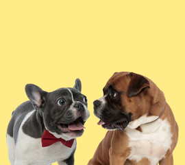 French Bulldog and Boxer dog sticking out tongue