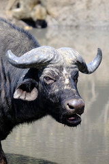 Buffalo in Mana Pools National Park, Zimbabwe