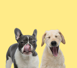couple of dogs licking mouth and yawning sleepy
