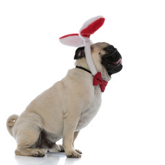 Relaxed pug looking forward while wearing bunny ears