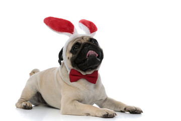 Sleepy pug panting while wearing bunny ears and a bowtie