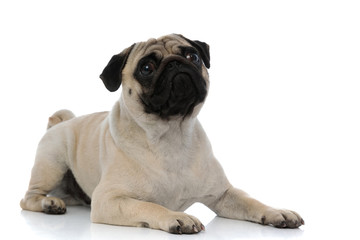 Obraz premium Upset pug looking forward while laying down