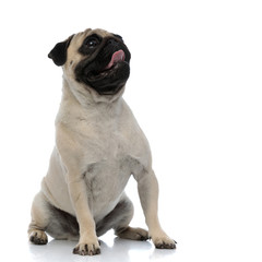 Obraz premium Hopeful pug panting and confidently looking up