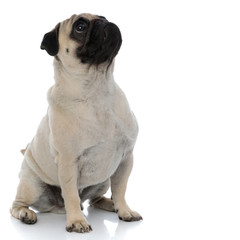 Obraz premium Brave pug curiously looking up and waiting