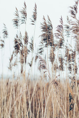 Grass in a field in the wind for a poster - obrazy, fototapety, plakaty