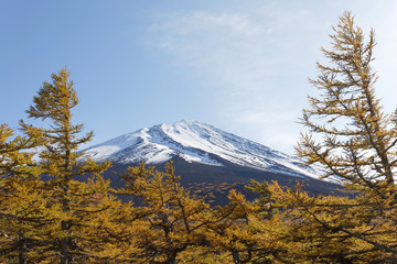 Snowy top of Mount Fuji, larch forest in the foreground