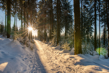 Amazing Beautiful sunset sunrise sun sunshine in sunny winter snowy coniferous forest.