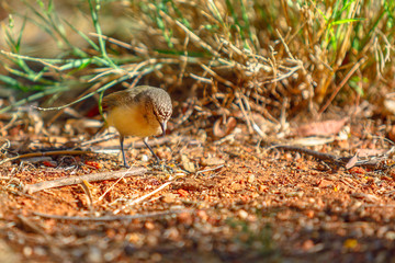 The brown thornbill, Acanthiza pusilla, a passerine bird, resting on the ground in the undergrowth....