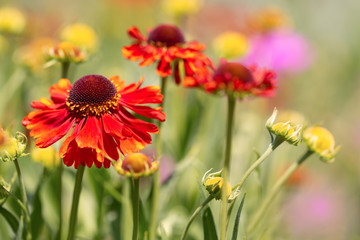 Fragment of colorful, spring, joyful discounts. Red-orange Echinacea, yellow and pink accents in the background.