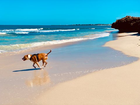 Watermans Bay, Western Australia