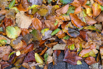 feuilles mortes