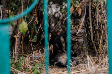 A street cat sits in the bushes. A gray cat is hiding behind a fence.